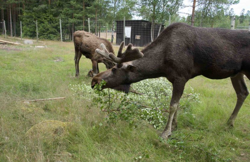 Grönåsens Moose Park 5